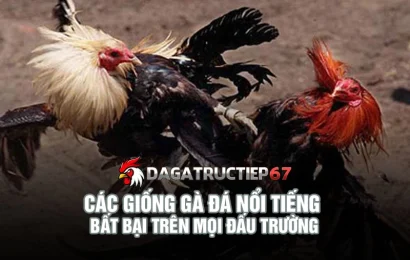 Khám phá các giống gà đá nổi tiếng bất bại trên mọi đấu trường