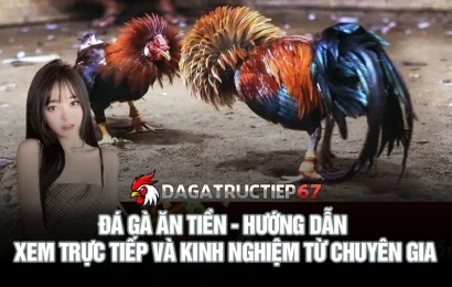 Đá gà ăn tiền - Hướng dẫn xem trực tiếp an toàn và kinh nghiệm từ chuyên gia