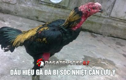 Những dấu hiệu gà đá bị sốc nhiệt sư kê cần đặc biệt lưu ý