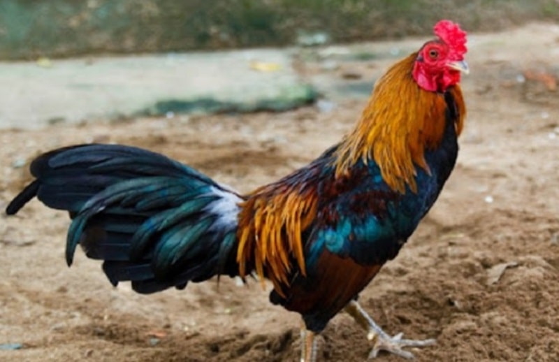 Dấu hiệu gà đá bị sốc nhiệt dễ nhận biết nhất là chúng chui vào chỗ mát để nằm