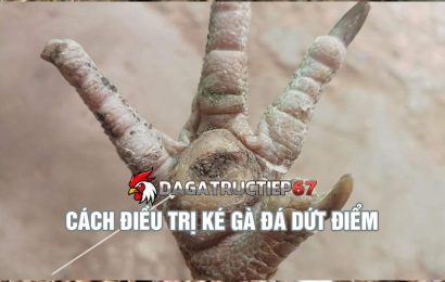 Hướng dẫn cách điều trị ké gà đá dứt điểm giúp gà khỏe mạnh