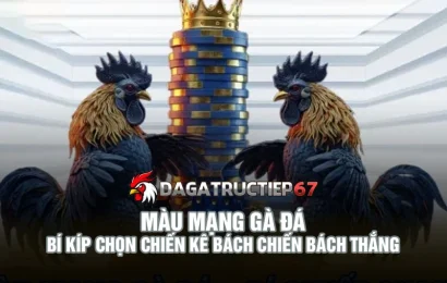 Màu mạng gà đá - Bí kíp chọn chiến kê bách chiến bách thắng