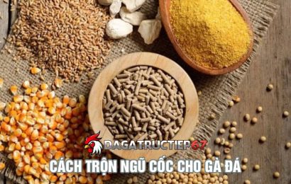 Lưu ý khi trộn ngũ cốc cho gà đá đúng chuẩn tỷ lệ vàng