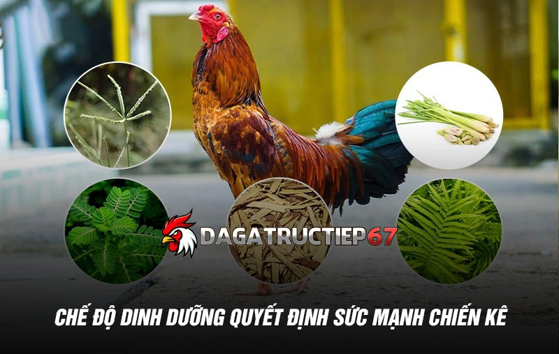 Chế độ dinh dưỡng quyết định sức mạnh chiến kê