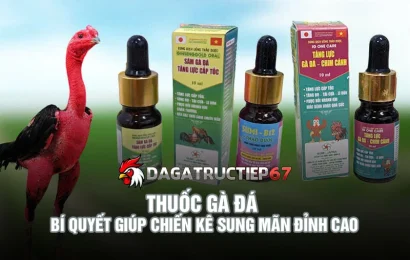 Thuốc gà đá - Toàn tập bí quyết giúp chiến kê sung mãn đỉnh cao