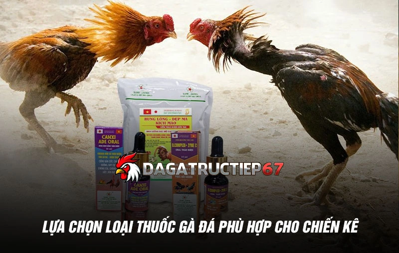 Lựa chọn loại thuốc gà đá phù hợp cho chiến kê