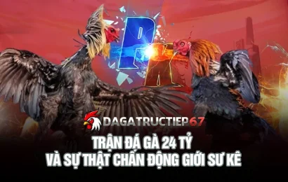 Trận đá gà 24 tỷ và sự thật chấn động giới sư kê 
