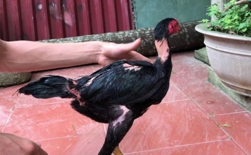 Thực hiện cách vần gà chọi chiến đúng kỹ thuật giúp hùng kê chống xây xước, tăng khả năng chịu đòn