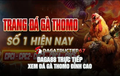 Daga88 Trực Tiếp - Giải pháp xem đá gà Thomo đỉnh cao