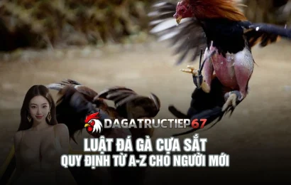 Luật đá gà cựa sắt - Quy định từ A-Z cho người mới