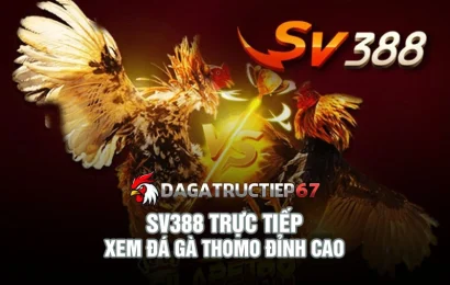 SV388 Trực Tiếp - Giải pháp xem đá gà Thomo đỉnh cao 2025