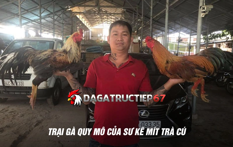 Trại gà quy mô của sư kê Mít Trà Cú